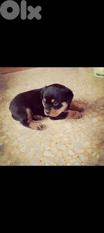 female rottweiler. 81050145 5