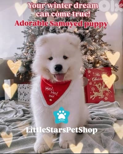 Full white Samoyed puppies available in store & delivery