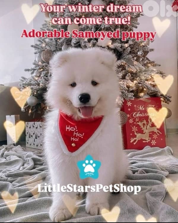 Full white Samoyed puppies available in store & delivery 0