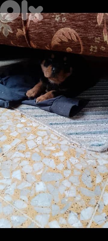 female rottweiler. 81050145 6