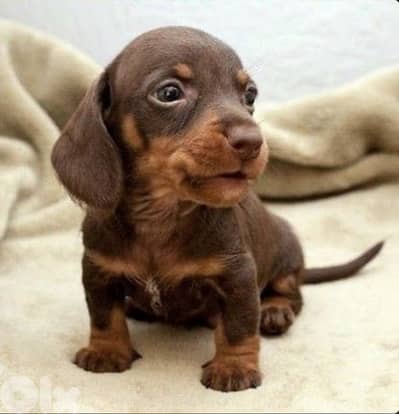 Rare chocolate & tan Dachshund imported available