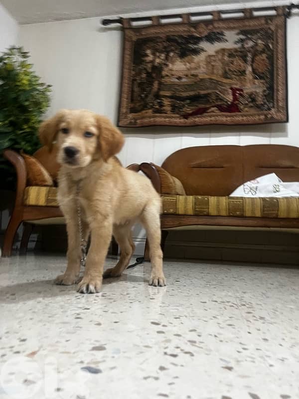 golden Retriever fully vaccinated with royale canine big food bag 5