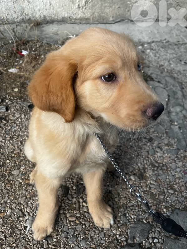 golden Retriever fully vaccinated with royale canine big food bag 0