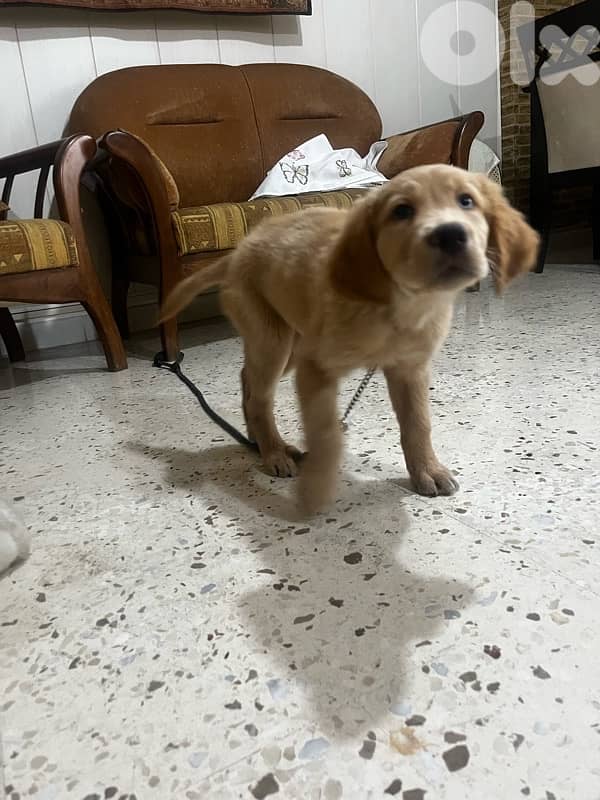 golden Retriever fully vaccinated with royale canine big food bag 1