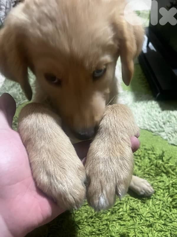 golden Retriever fully vaccinated with royale canine big food bag 2