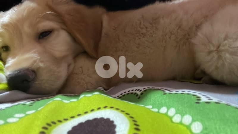 golden Retriever fully vaccinated with royale canine big food bag 3