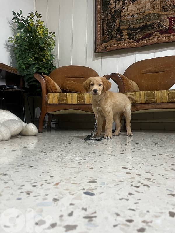 golden Retriever fully vaccinated with royale canine big food bag 4