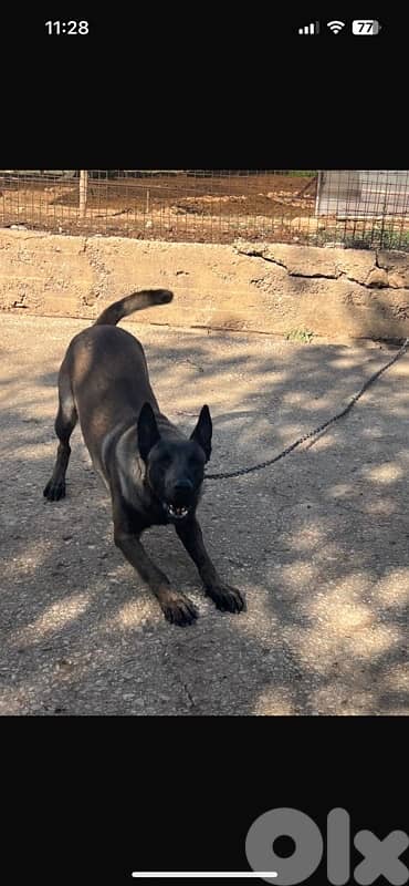 ٤ جراوي مالينوا اناتي 3