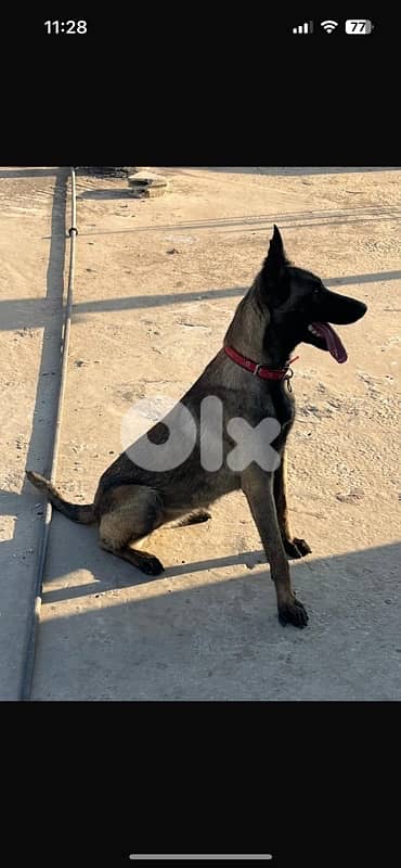 ٤ جراوي مالينوا اناتي 4