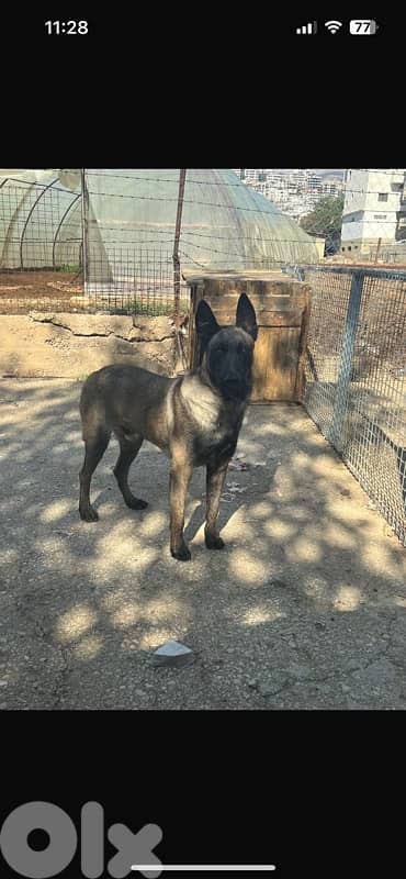 ٤ جراوي مالينوا اناتي 5