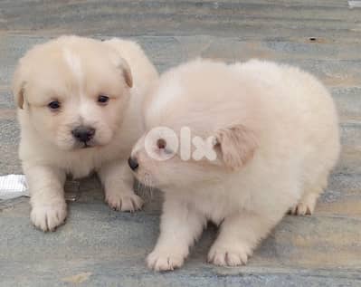 loulou Spitz puppies