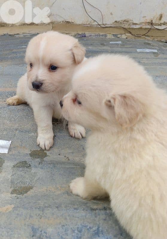 loulou Spitz puppies 1