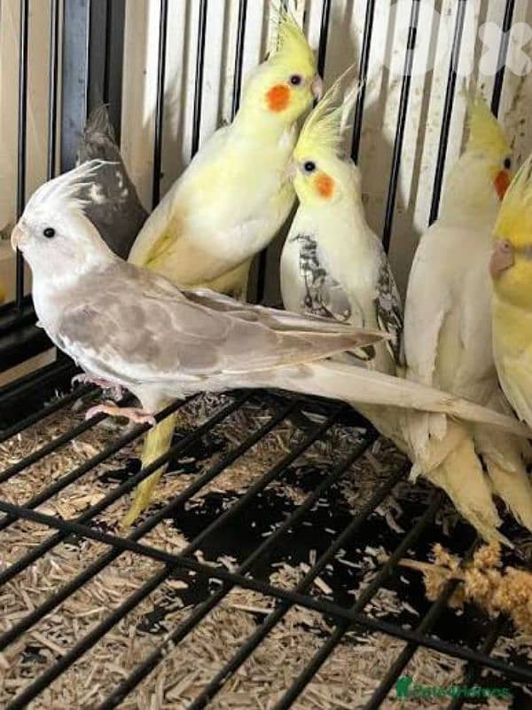 بد ي  فراخ كروان مروض او فراخ صغار بسعر مناسب 0