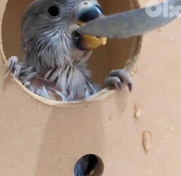 أجمل فروخ روز  تزقيم أوبلاين صحة دهب صور الأهل موجودين بين الصور A21 0