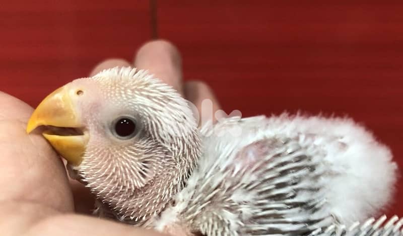 أجمل فروخ روز  تزقيم أوبلاين صحة دهب صور الأهل موجودين بين الصور A21 1