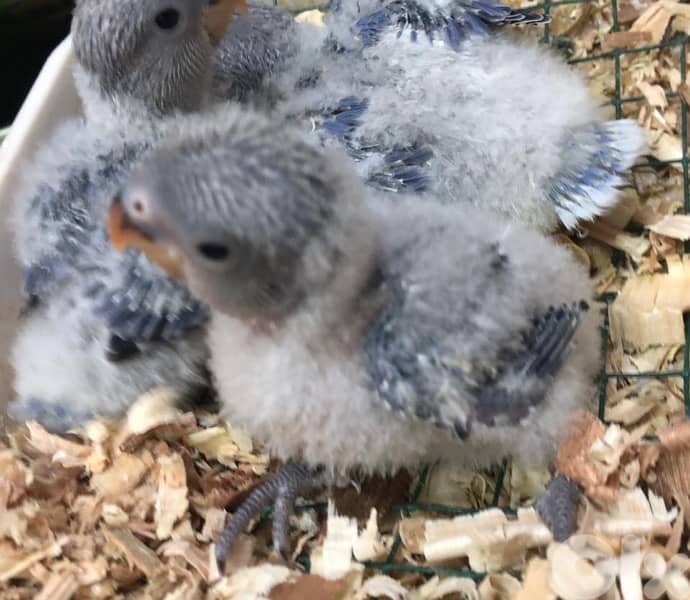 أجمل فروخ روز  تزقيم أوبلاين صحة دهب صور الأهل موجودين بين الصور A21 2