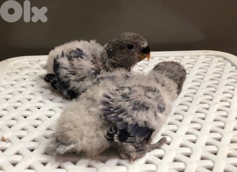 أجمل فروخ روز  تزقيم أوبلاين صحة دهب صور الأهل موجودين بين الصور A21 3