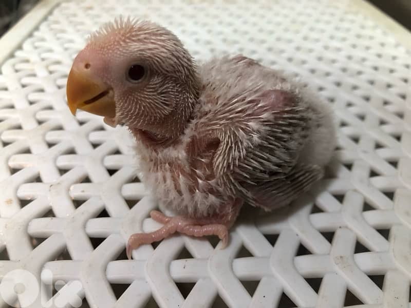 أجمل فروخ روز  تزقيم أوبلاين صحة دهب صور الأهل موجودين بين الصور A21 4