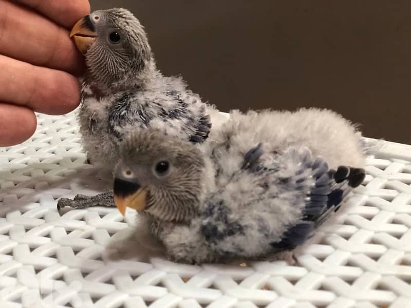 أجمل فروخ روز  تزقيم أوبلاين صحة دهب صور الأهل موجودين بين الصور A21 5