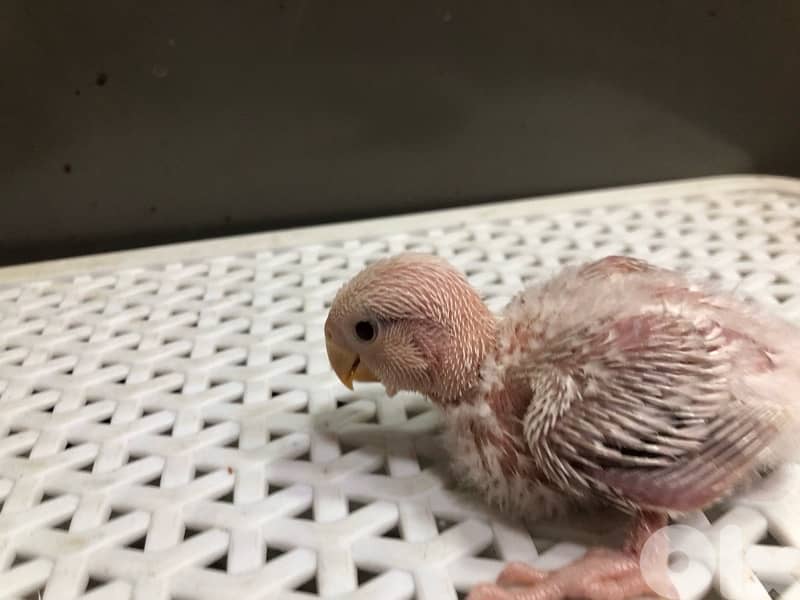 أجمل فروخ روز  تزقيم أوبلاين صحة دهب صور الأهل موجودين بين الصور A21 6