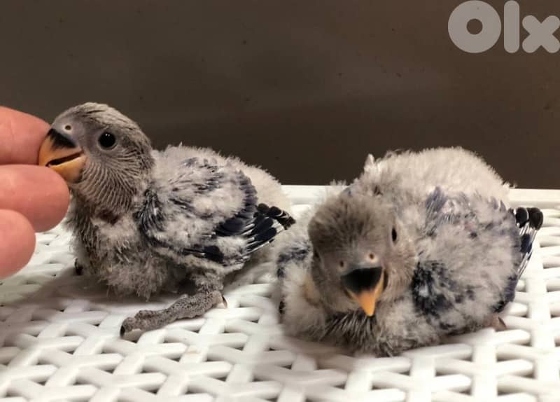 أجمل فروخ روز  تزقيم أوبلاين صحة دهب صور الأهل موجودين بين الصور A21 7