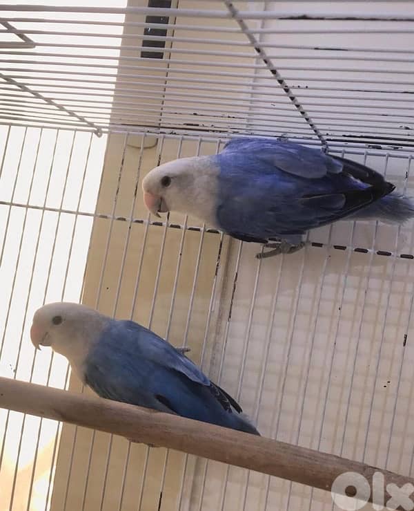 أجمل فروخ روز  تزقيم أوبلاين صحة دهب صور الأهل موجودين بين الصور A21 8