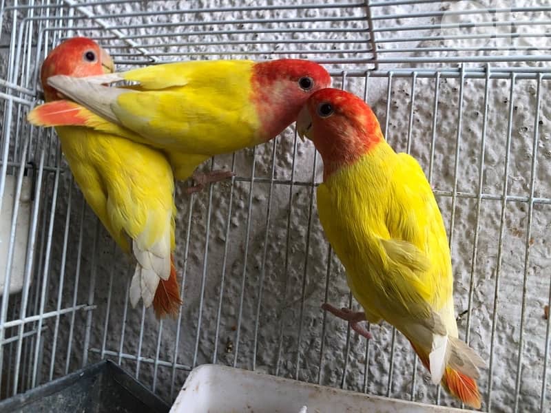 أجمل فروخ روز  تزقيم أوبلاين صحة دهب صور الأهل موجودين بين الصور A21 9