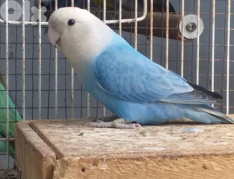 أجمل فروخ روز  تزقيم أوبلاين صحة دهب صور الأهل موجودين بين الصور A21 10