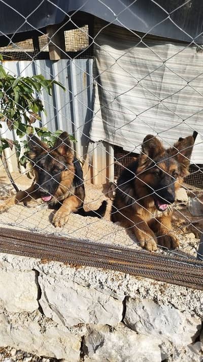 german shepherd males