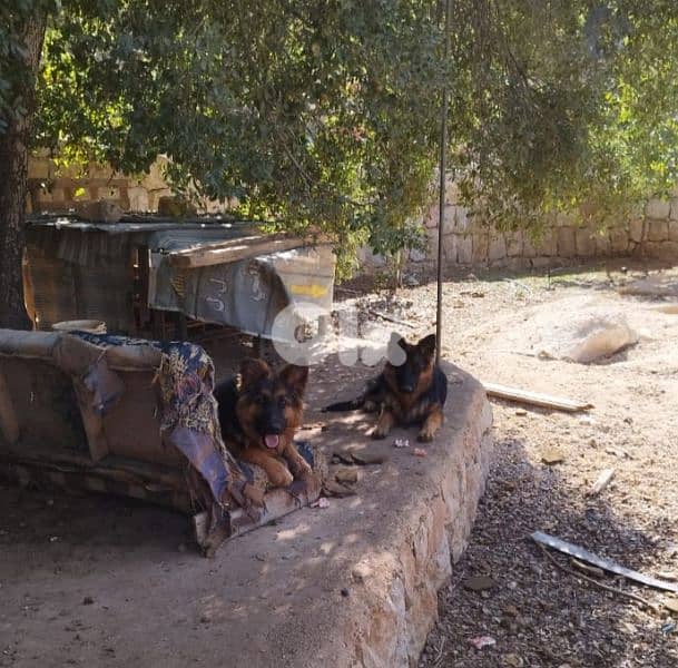 german shepherd males 1