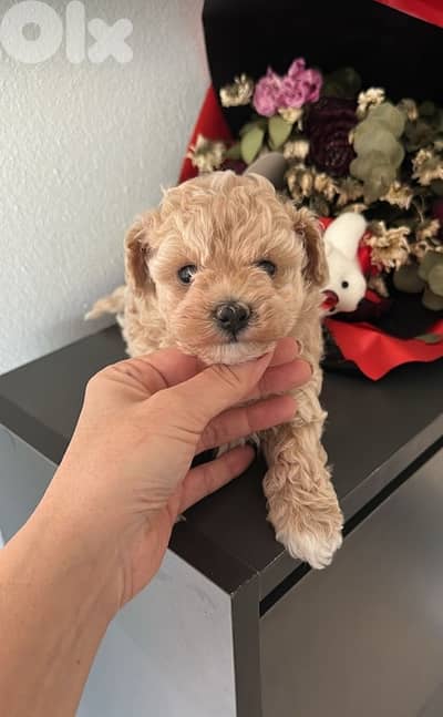 Maltipoo imported