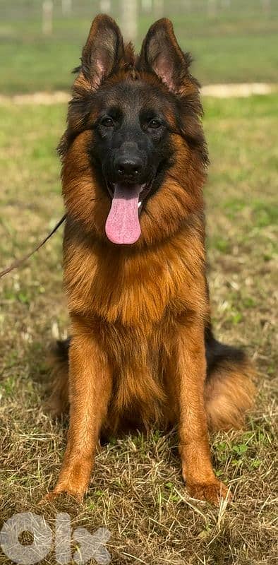 Best German in lebanon