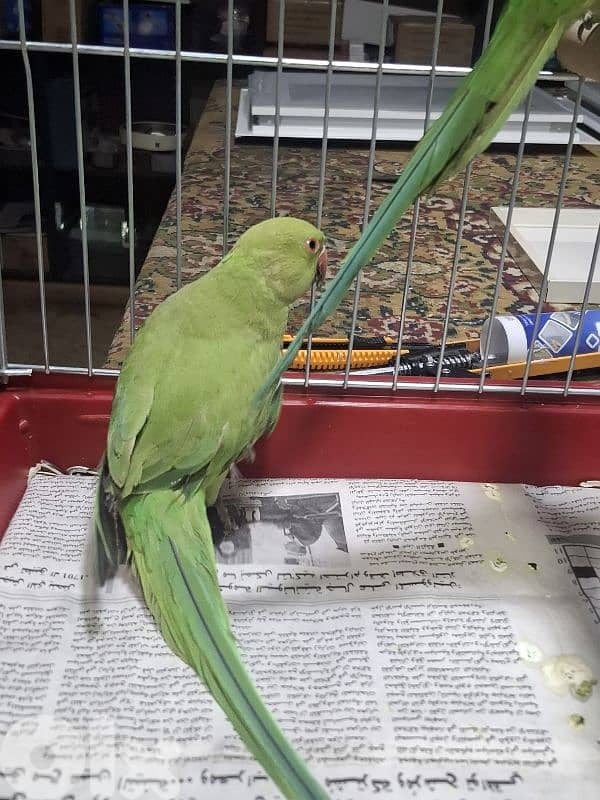 ببغاء درة انثى 0