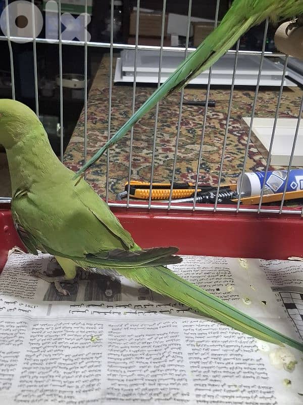 ببغاء درة انثى 1