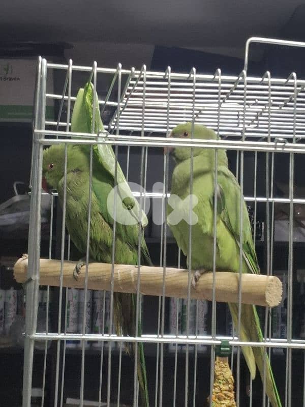 ببغاء درة انثى 2