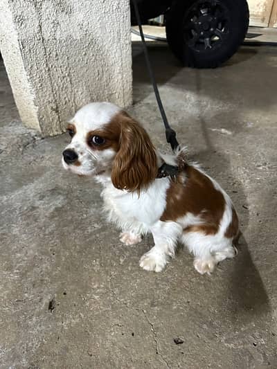 Cavalier King Charles Spaniel
