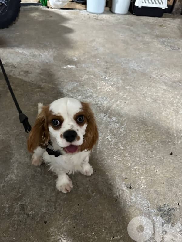 Cavalier King Charles Spaniel 1