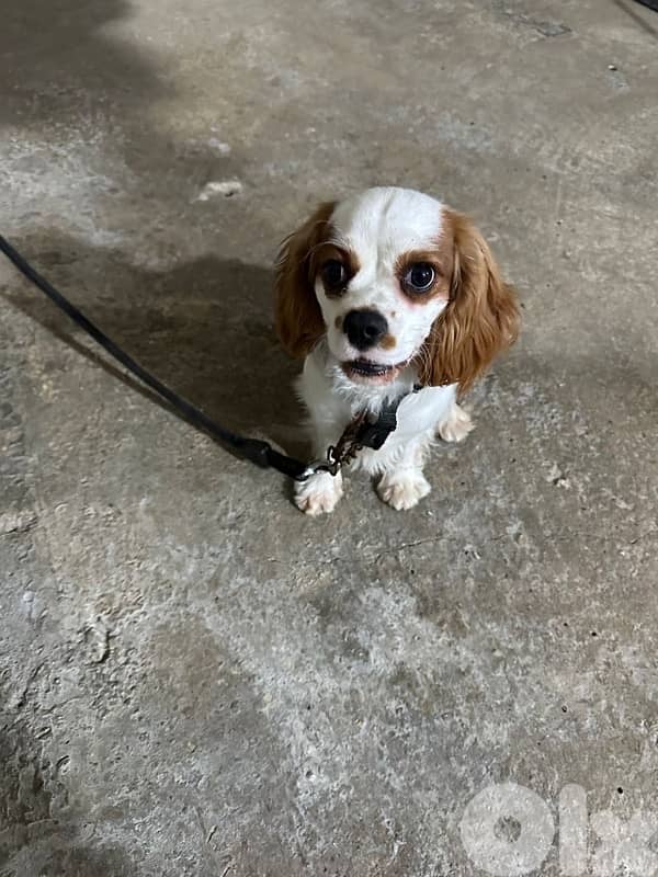 Cavalier King Charles Spaniel 2