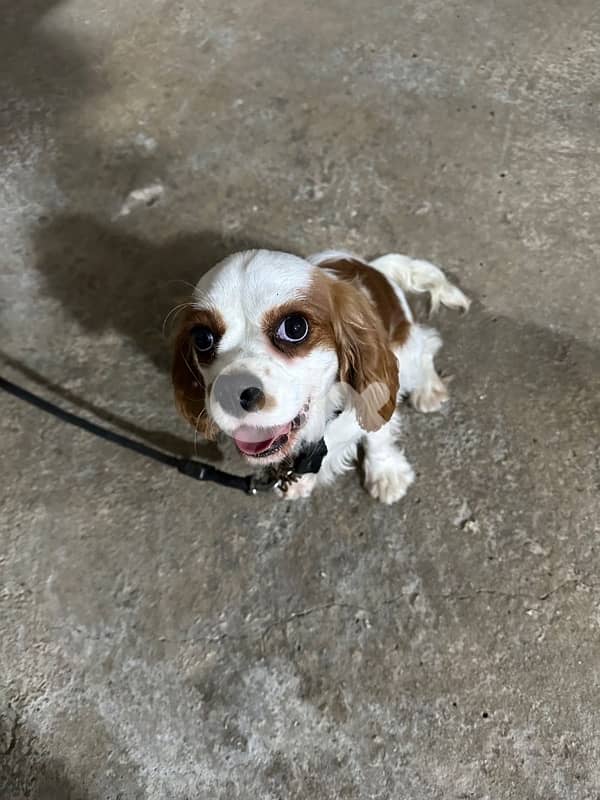 Cavalier King Charles Spaniel 3
