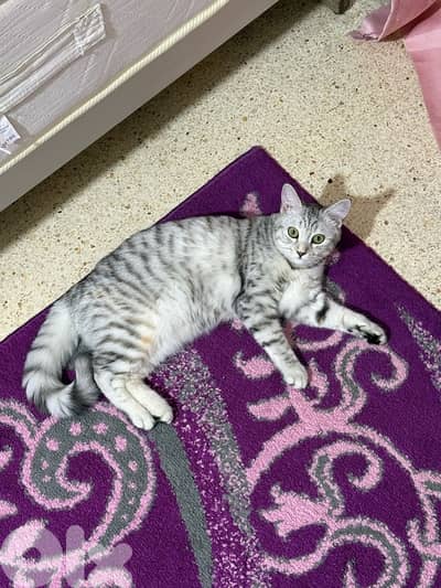 british cat 5 months