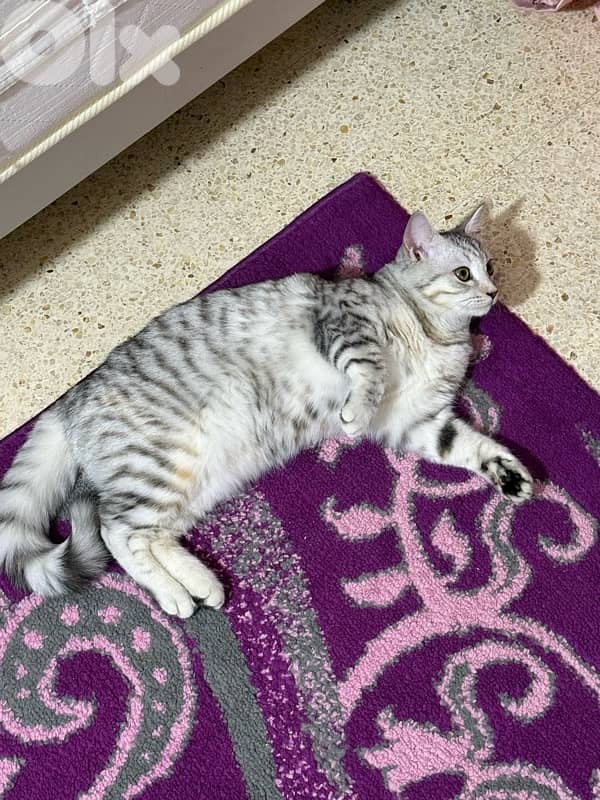 british cat 5 months 1