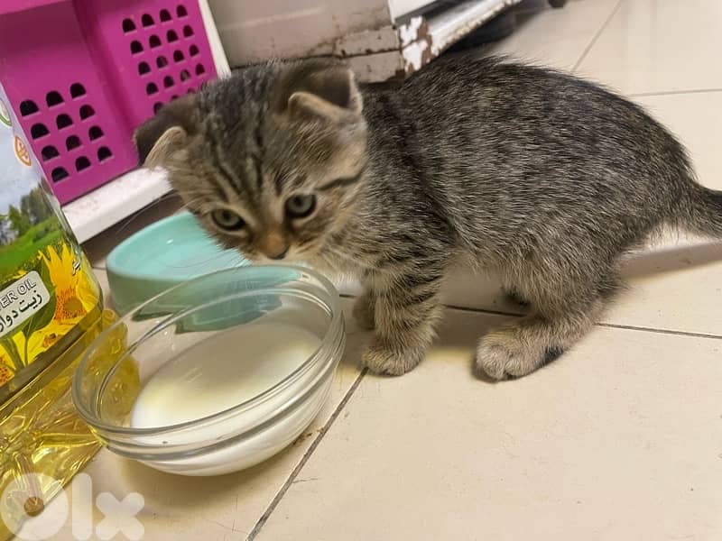 Scottish/bangal mix kittens for sale 1