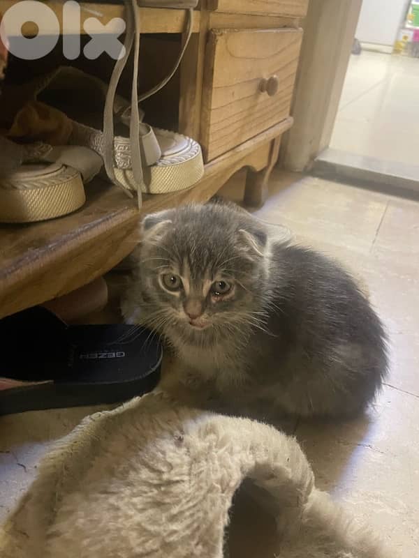 Scottish/bangal mix kittens for sale 8