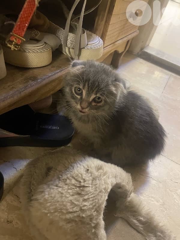 Scottish/bangal mix kittens for sale 9