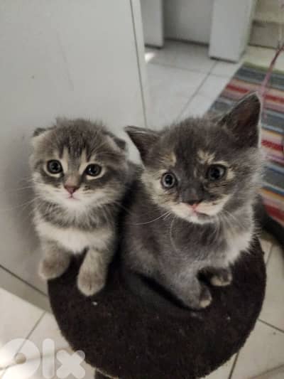 Scottish fold X bangal kittens