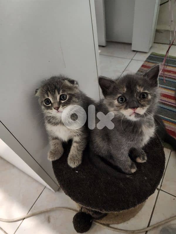 Scottish fold X bangal kittens 1