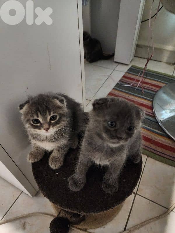 Scottish fold X bangal kittens 2