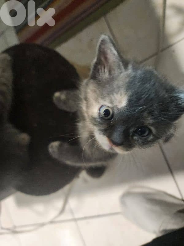 Scottish fold X bangal kittens 3