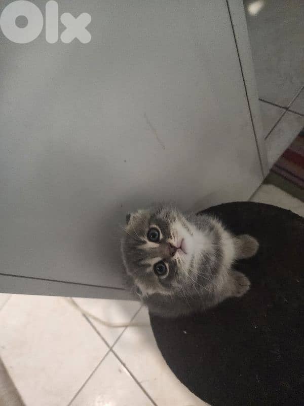 Scottish fold X bangal kittens 6