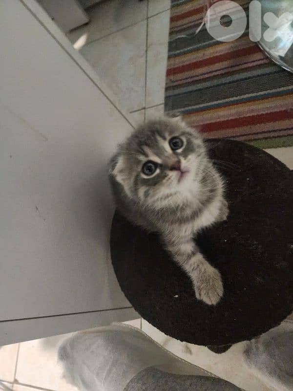 Scottish fold X bangal kittens 7